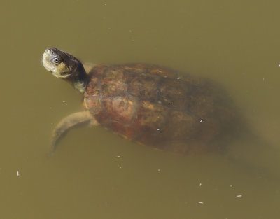 Spanish Pond Turtle  Mauremys leprosa