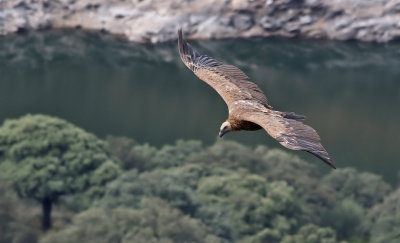 GsgamEurasian Griffon VultureGyps fulvus