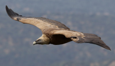 GsgamEurasian Griffon VultureGyps fulvus