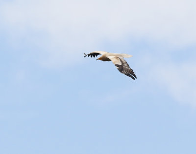 Smutsgam Egyptian Vulture Neophron percnopterus