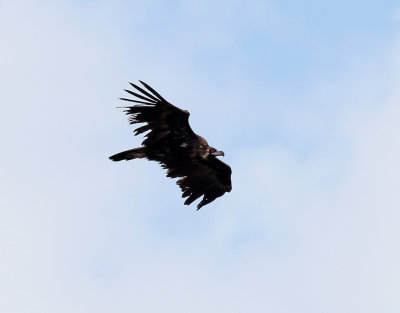 Grgam Aegypius monachusBlack Vulture