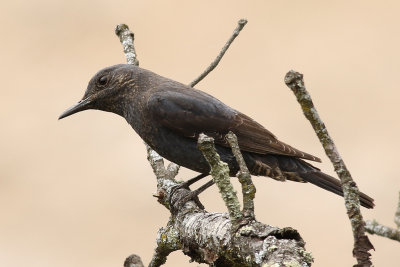 BltrastMonticola solitariusBlue Rock Thrush