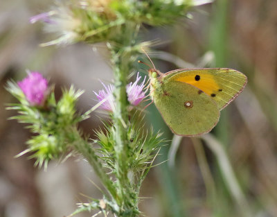 Rdgul hfjril  Clouded Yellow  Colias crocea 