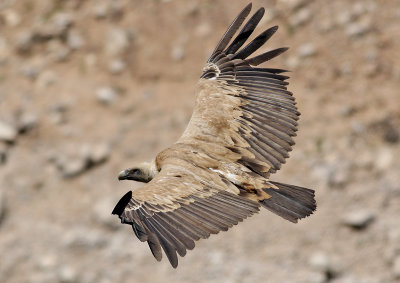 GsgamEurasian Griffon VultureGyps fulvus