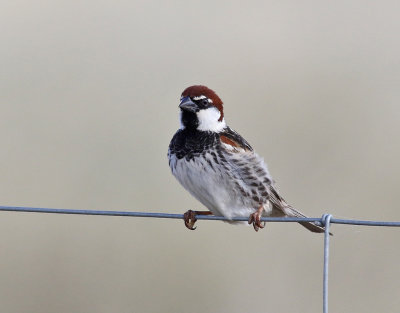 Spansk sparv  Spanish Sparrow Passer hispaniolensis