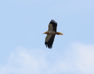 Smutsgam Egyptian Vulture Neophron percnopterus