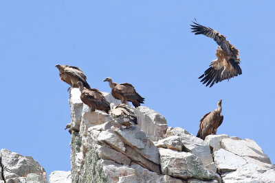 GsgamEurasian Griffon VultureGyps fulvus