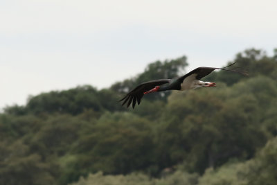 Svart stork  Black stork Ciconia nigra