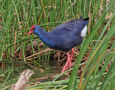 Purpurhna Purple Gallinule Porphyrio porphyrio