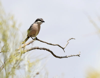 kenvarfgel  Lanius meridionalis  Southern Grey Shrike