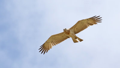 Ormörn Short-toed Eagle Circaetus gallicus