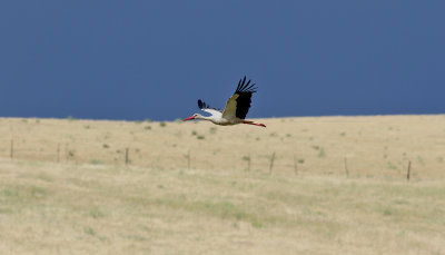 Vit stork Ciconia ciconia 	White Stork