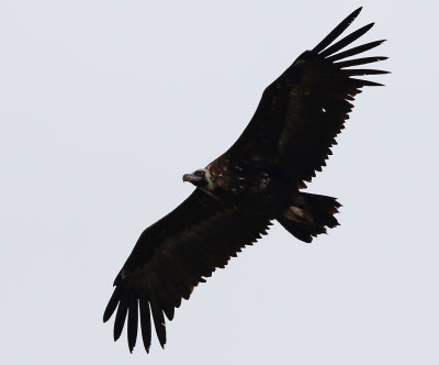 Grgam  Black Vulture  Aegypius monachus