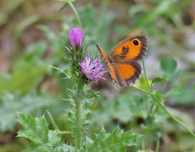 Southern Gatekeeper  Pyronia cecilia