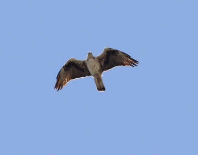 Hkrn  Bonelli's Eagle Aquila fasciatus