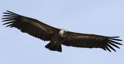 GsgamEurasian Griffon VultureGyps fulvus