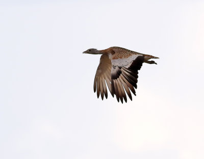 Stortrapp Great Bustard Otis tarda