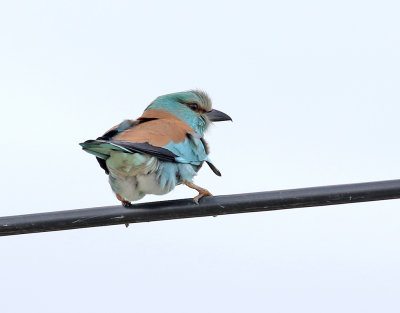 BlkrkaEuropean RollerCoracias garrulus