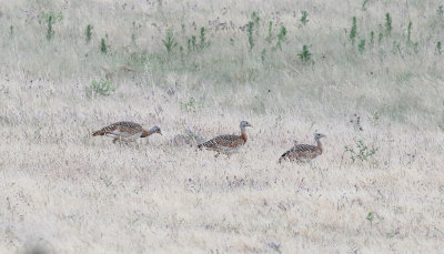 StortrappGreat BustardOtis tarda