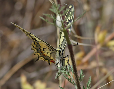 Makaonfjril  Swallowtail  Papilio machaon