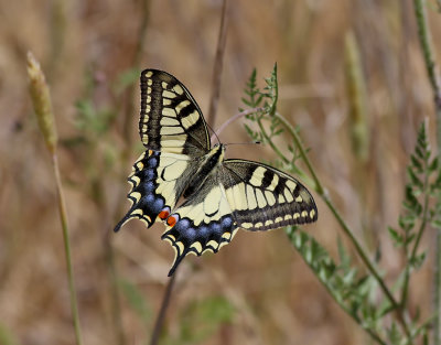 Makaonfjril  Swallowtail  Papilio machaon