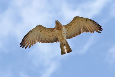 Ormrn Short-toed Eagle Circaetus gallicus