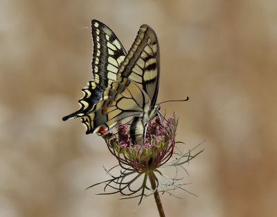 Makaonfjril,  Swallowtail  (Papilio machaon)