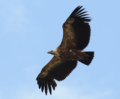 GsgamEurasian Griffon VultureGyps fulvus