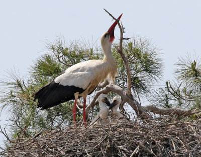 Vit stork  White stork  Ciconia ciconia