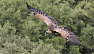 GsgamEurasian Griffon VultureGyps fulvus