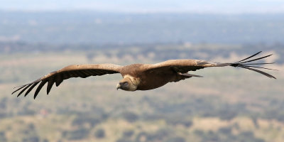 Gsgam<br>Eurasian Griffon Vulture<br>Gyps fulvus