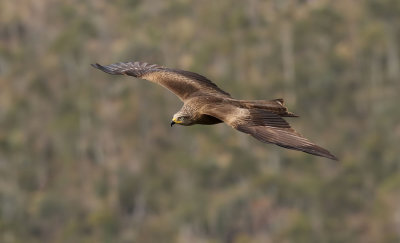 Brunglada  Black Kite  Milvus migrans 