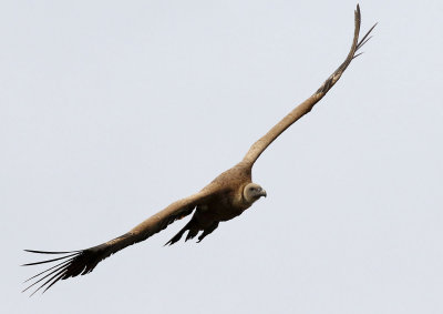 GsgamEurasian Griffon VultureGyps fulvus