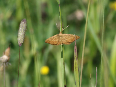 Ockralövmätare Idaea ochrata Bright Wave