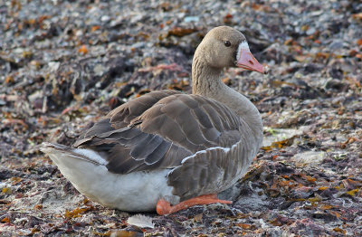 Blsgs  Greater White-fronted Goose  Anser albifrons
