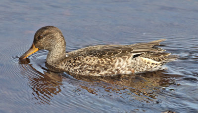 Kricka <br> Common Teal (Eurasian Teal)<br> Anas crecca