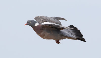 Ringduva Common Wood Pigeon Columba palumbus