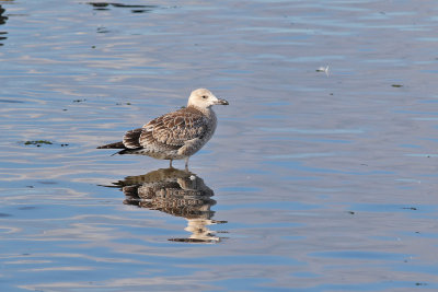 Kaspisk trut  Caspian Gull Larus cachinnans