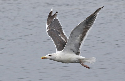 Havstrut  Great Black-backed gull Larus marinus