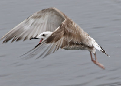 Kaspisk trut  Caspian Gull Larus cachinnans