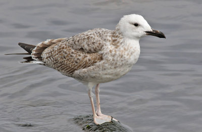 Kaspisk trut  Caspian Gull Larus cachinnans