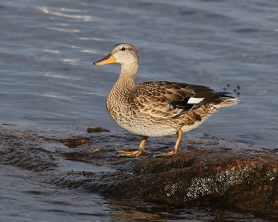 Snatterand  Anas strepera  Gadwall