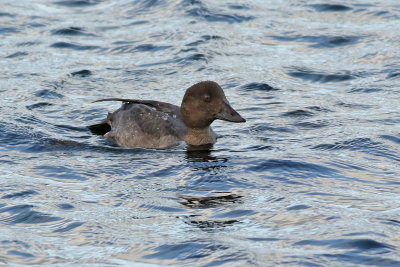 Knipa Goldeneye Bucephala clangula