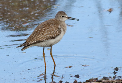 Mindre gulbena  Lesser Yellowlegs   Tringa flavipes