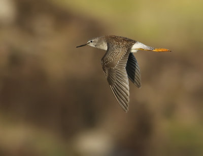 Mindre gulbena Lesser Yellowlegs Tringa flavipes