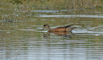 Amerikansk blsand  American Wigeon  Anas americana