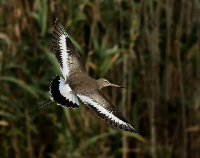 Rdspov-Black-tailed Godwit-Limosa limosa