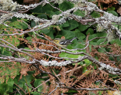 Orangestrupig skogssngare  Blackburnian Warbler  Dendroica fusca