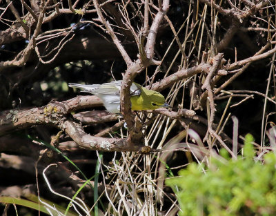 Gulstrupig vireo  Yellow-throated Vireo  Vireo flavifrons