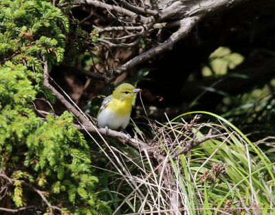 Gulstrupig vireo  Yellow-throated Vireo  Vireo flavifrons